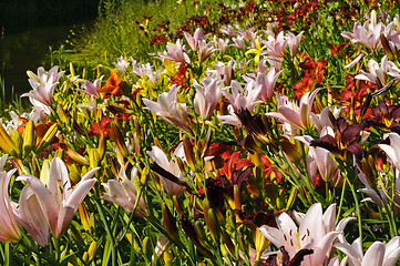 Image showing Lily flowers field background