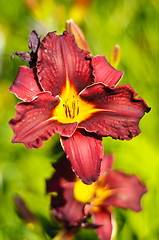 Image showing Beautiful purple Daylily Hemerocallis flower