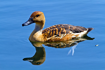 Image showing wild duck in the lake