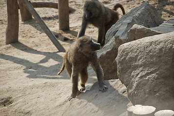 Image showing Baboon