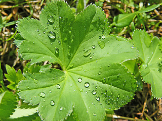 Image showing water dew on grass