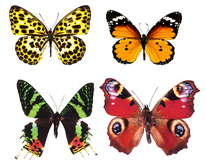 Image showing butterfly isolated    