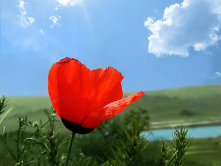 Image showing poppy on blue sky