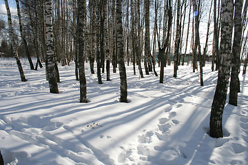 Image showing park  landscape in winter 