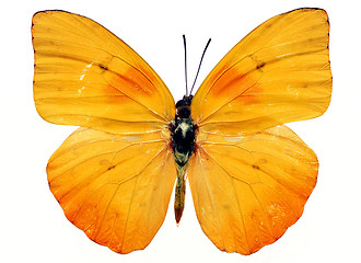 Image showing butterfly isolated    