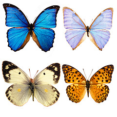 Image showing butterfly isolated    