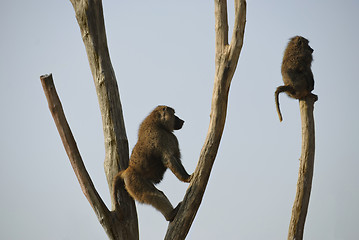 Image showing Baboons
