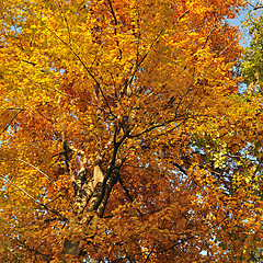 Image showing Colors of fall leaves