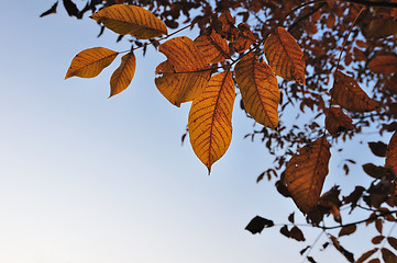 Image showing Fall leaves