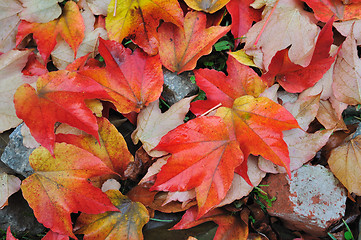 Image showing Fall leaves