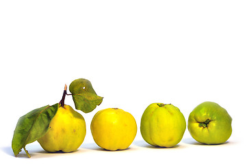 Image showing Quince fruit