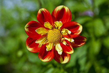 Image showing Dahlia