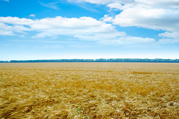 Image showing grain field