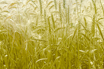 Image showing wheat