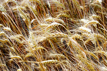 Image showing wheat