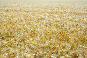 Image showing wheat