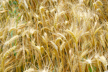 Image showing wheat