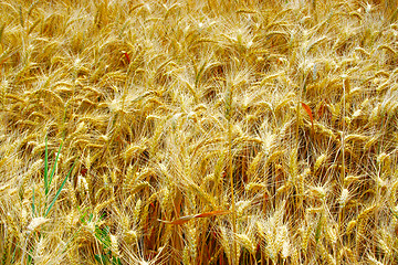 Image showing wheat