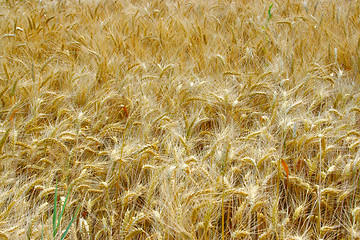 Image showing wheat