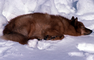 Image showing finnish spitz