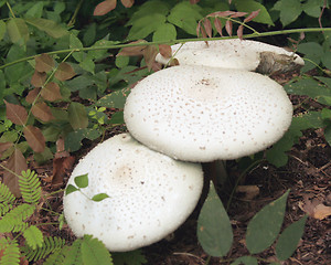 Image showing White mushrooms