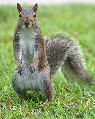 Image showing Standing Squirrel