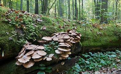 Image showing Broken tree moss wrapped with large bunch of Pholiota fungi