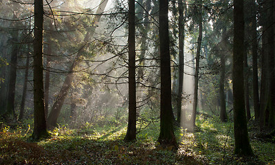 Image showing Misty autumnal coniferous stand in morning