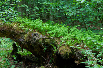 Image showing Broken tree stump moss covered and ferns layer above