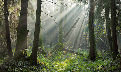Image showing Autumnal deciduous stand with mist and sunbeams