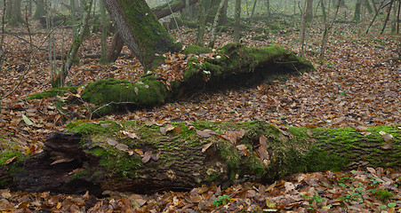 Image showing Dead broken trees moss wrapped in autumn