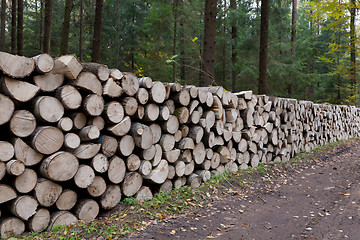 Image showing Poplar tree logs stacked lying one by one