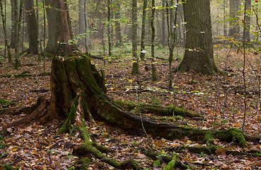 Image showing Partly declined stump in mist