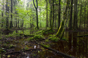 Image showing Summertimesunrise in wet deciduous stand of Bialowieza Forest