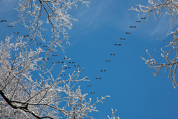 Image showing Snow wrapped alder branch and flock of geese flying over