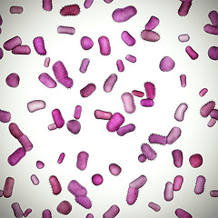 Image showing bacteria