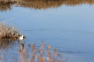 Image showing Sandpiper standing