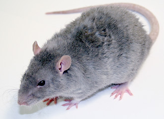 Image showing Rat