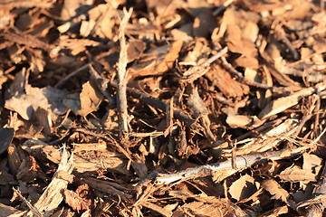 Image showing Chipped wood possibly of twigs, branches of trees and woody shrubs