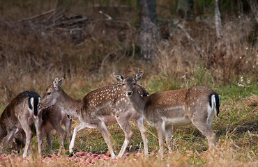 Image showing fallow deers