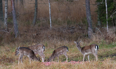 Image showing Fallow deers