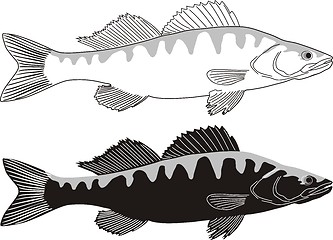 Image showing Fish - Zander 