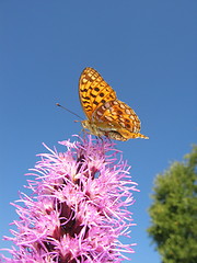 Image showing BUTTERFLY