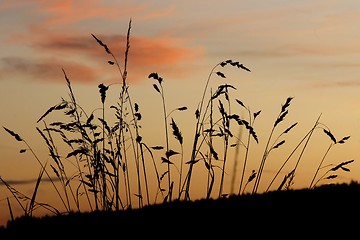 Image showing Grasses