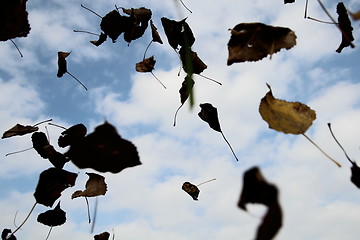 Image showing Autumn foliage_IMG_0994.JPG