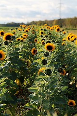 Image showing Sunflowers and 