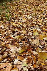 Image showing Autumn_IMG_0923.JPG