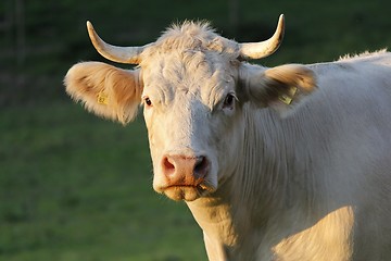 Image showing Cow