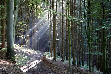 Image showing Sunshine in a wood
