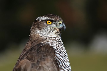 Image showing Hawk